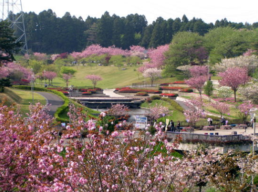 3年に1度の歴史あるお祭り 19年菅谷まつり 茨城県那珂市 Matsuris マツリス